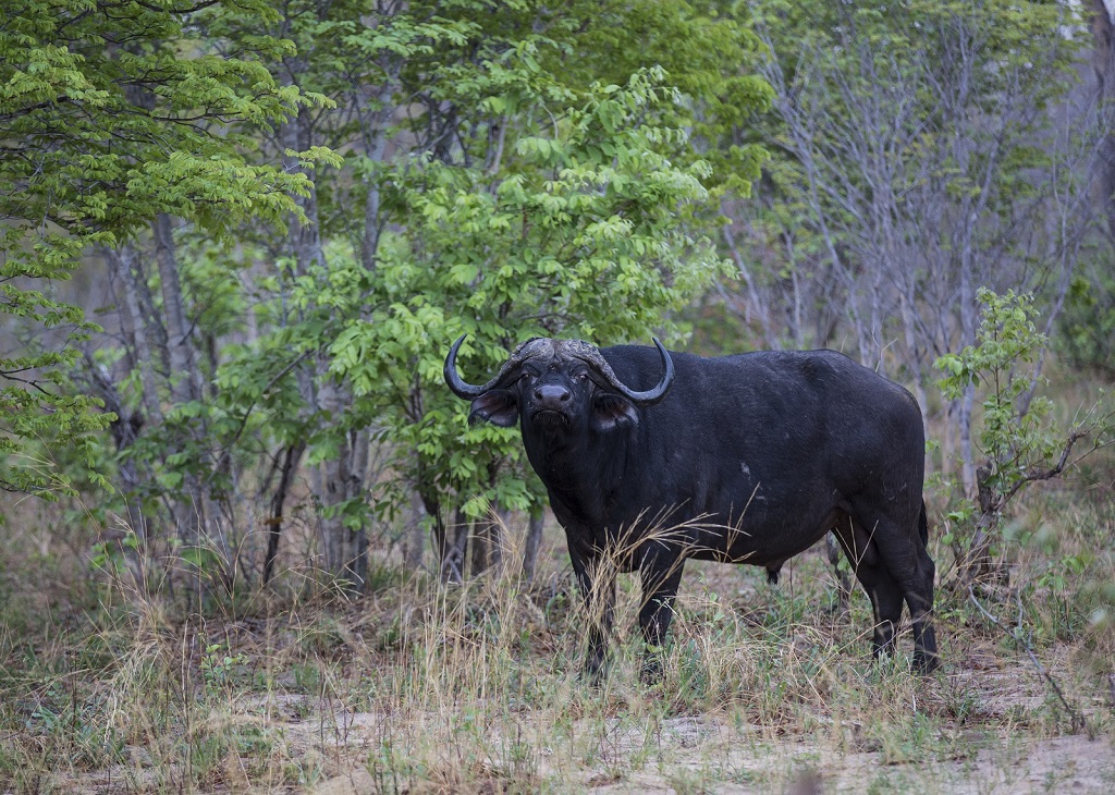 Buffalo okavango-delta-botswana.jpg